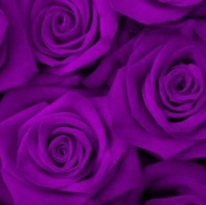 Meet your Posher, Dee